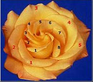 Fibonacci numbers in rose petals